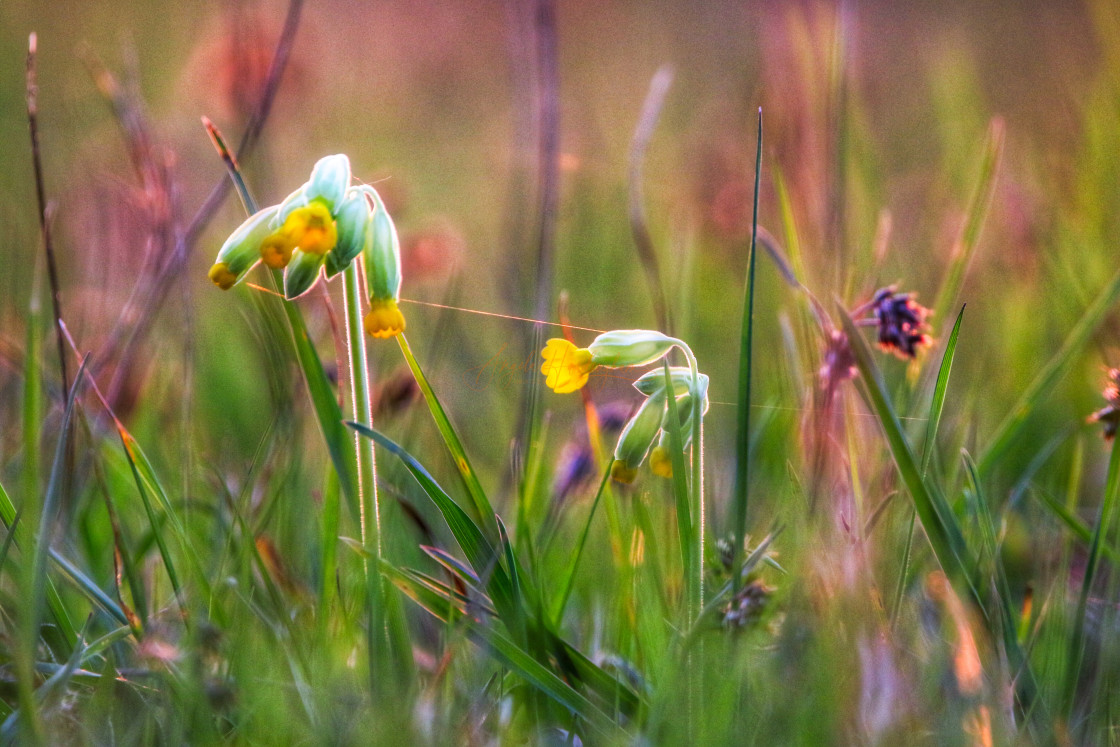 "Meadow" stock image