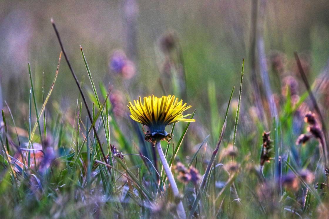 "Dandy dandelion" stock image