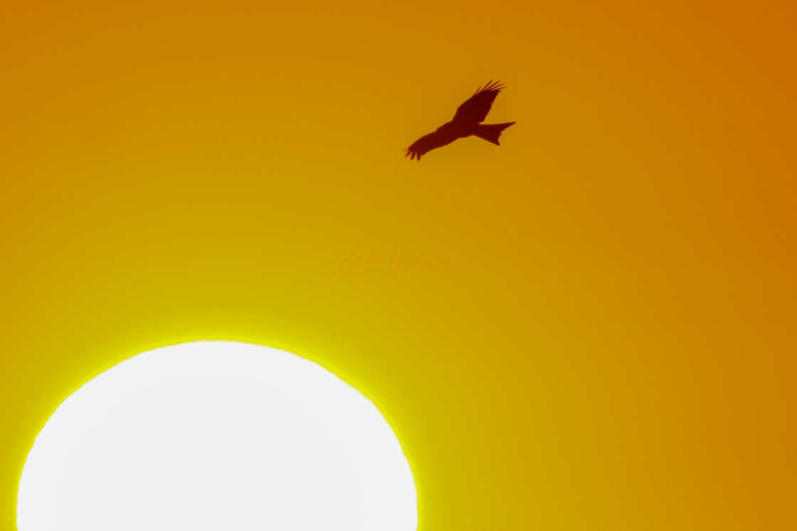 "Red kite at sunset" stock image