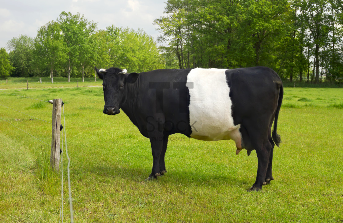 "Belted Galloway Cow" by TTStock - $5.05 "Belted Galloway Cow" stock image
