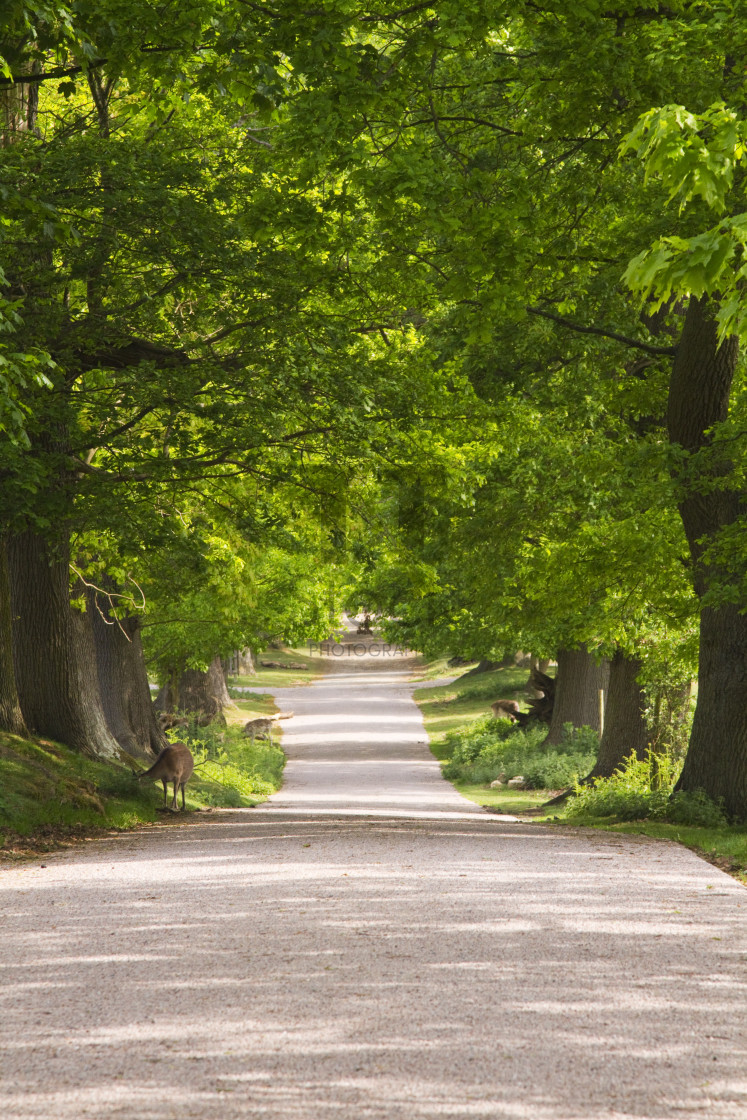 "Under canopy of trees" by TTStock - $5.05 "Under canopy of trees" stock image