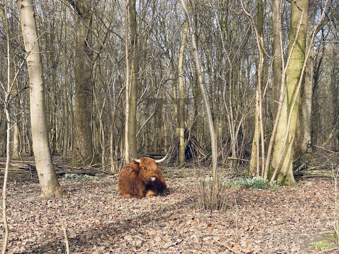 "Scottish Highlander resting under the trees 4" by TTStock - $4.88 "Scottish Highlander resting under the trees 4" stock image