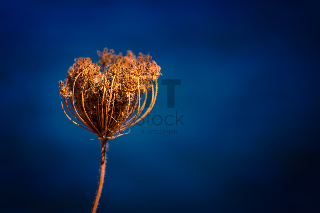 "Empty Spaces - Single Stem On Blue Aegean" by TTStock - $18.36 "Empty Spaces - Single Stem On Blue Aegean" stock image