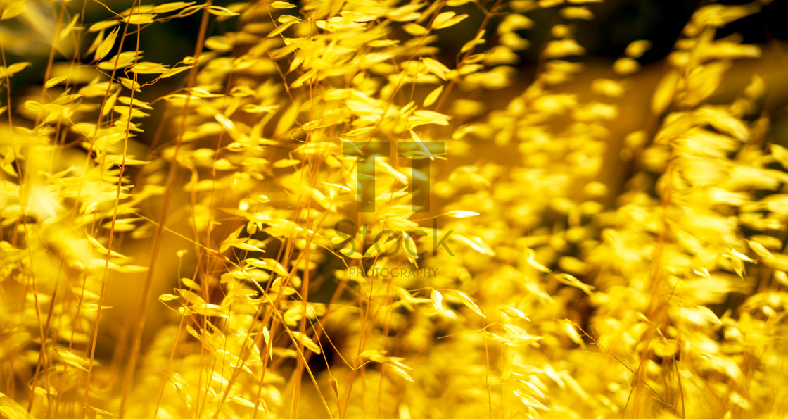 "Swaying In The Summer Wind 3" by TTStock - $18.36 "Swaying In The Summer Wind 3" stock image