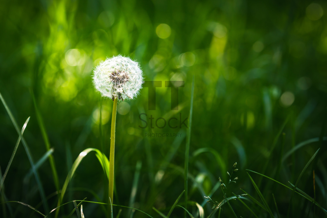 "Empty Spaces - Bright Sunlit Round Common Dandelion" by TTStock - $18.36 "Empty Spaces - Bright Sunlit Round Common Dandelion" stock image