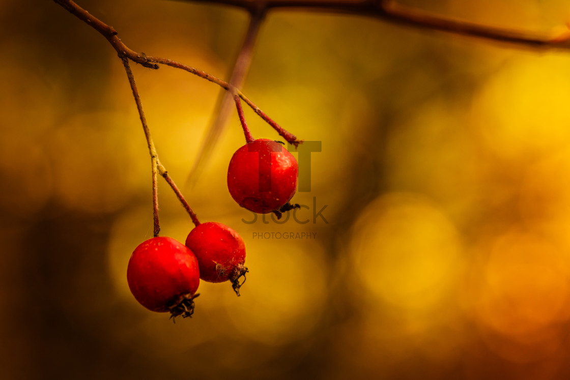 "Autumn forest colours - Red Berries In The Wild" by TTStock - $18.36 "Autumn forest colours - Red Berries In The Wild" stock image