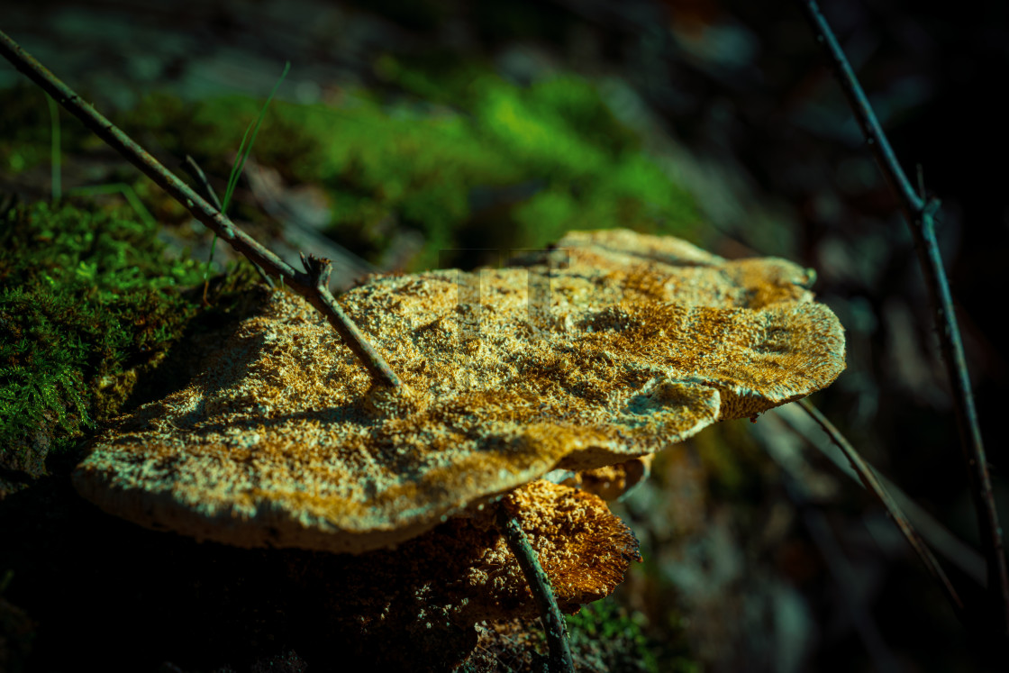 "Autumn forest colours - Natures Dark Shadows And Earthy Colours" by TTStock - $18.36 "Autumn forest colours - Natures Dark Shadows And Earthy Colours" stock image