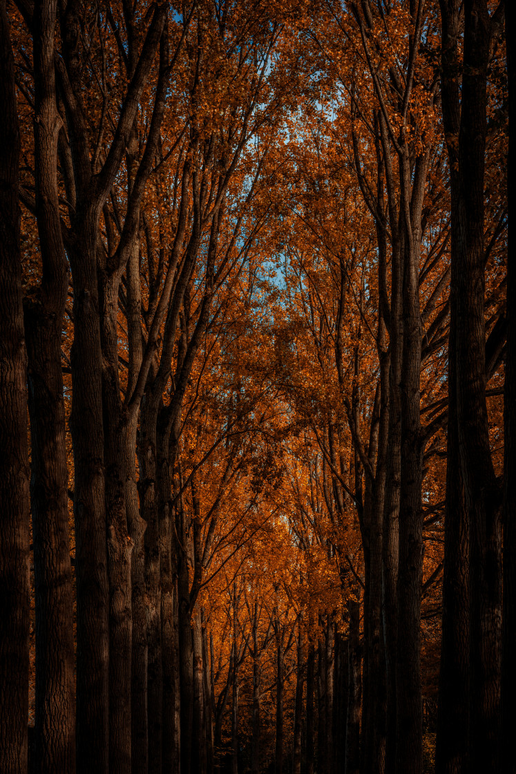 "Autumn forest colours - Orange Treetops" by TTStock - $18.36 "Autumn forest colours - Orange Treetops" stock image