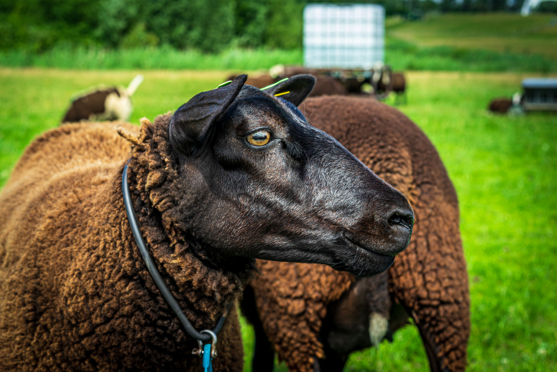 "Handsome Brown Sheep 1" by TTStock - $18.30 "Handsome Brown Sheep 1" stock image