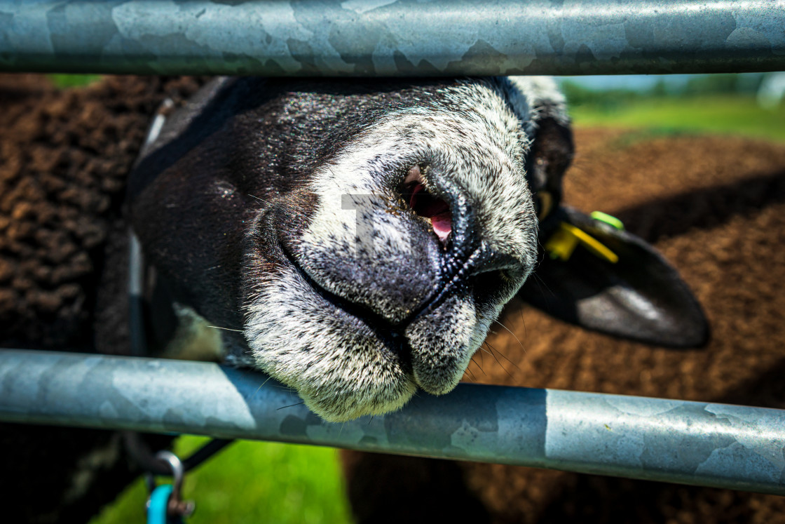 "Handsome Brown Sheep 7" by TTStock - $18.36 "Handsome Brown Sheep 7" stock image
