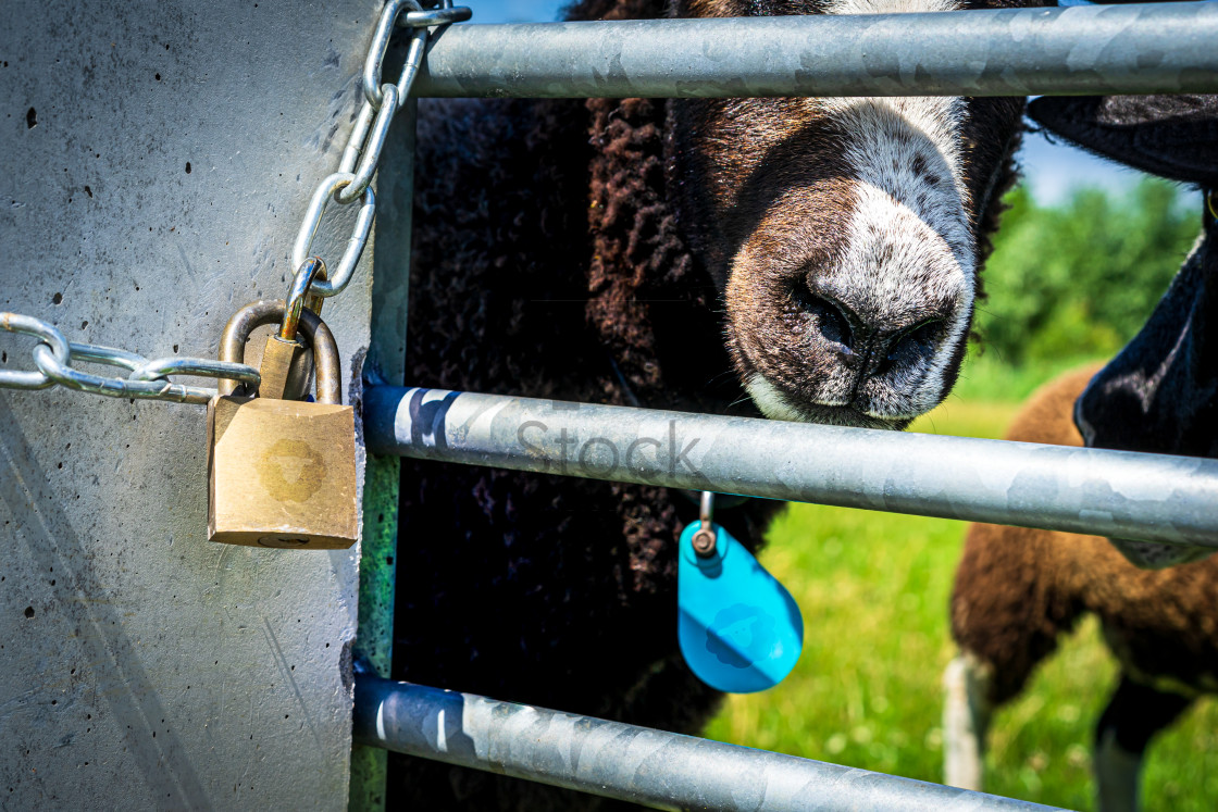 "Handsome Brown Sheep 8" by TTStock - $18.95 "Handsome Brown Sheep 8" stock image