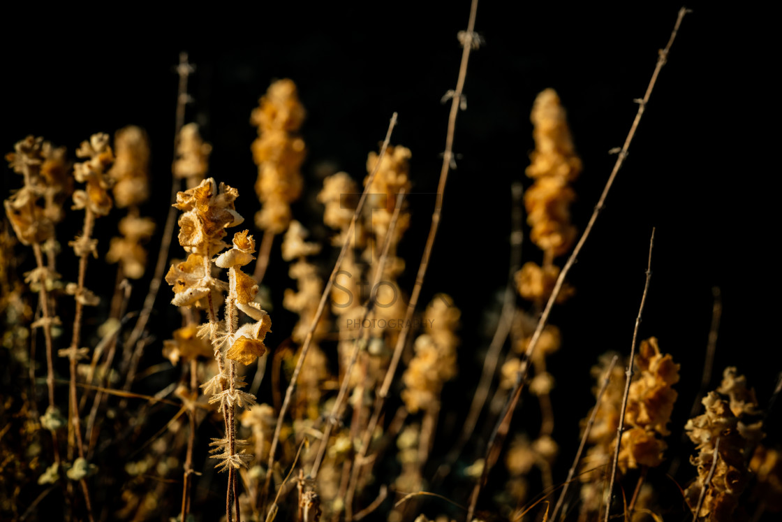 "Summer Colours Of Lesvos - Arid On Black" by TTStock - $18.36 "Summer Colours Of Lesvos - Arid On Black" stock image