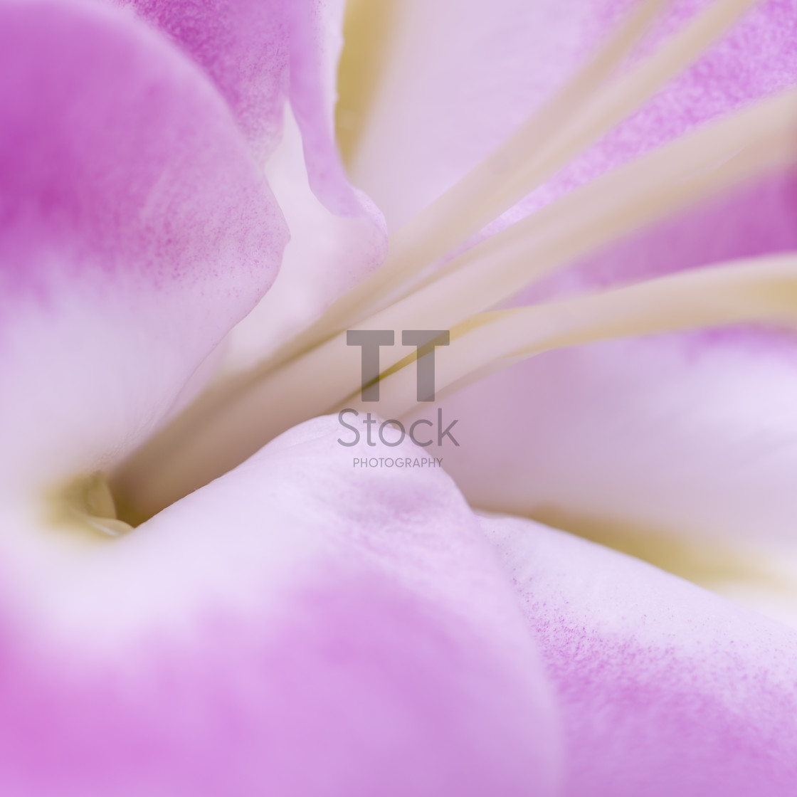 "Abstract pink macro flower heads 6" by TTStock - $18.36 "Abstract pink macro flower heads 6" stock image