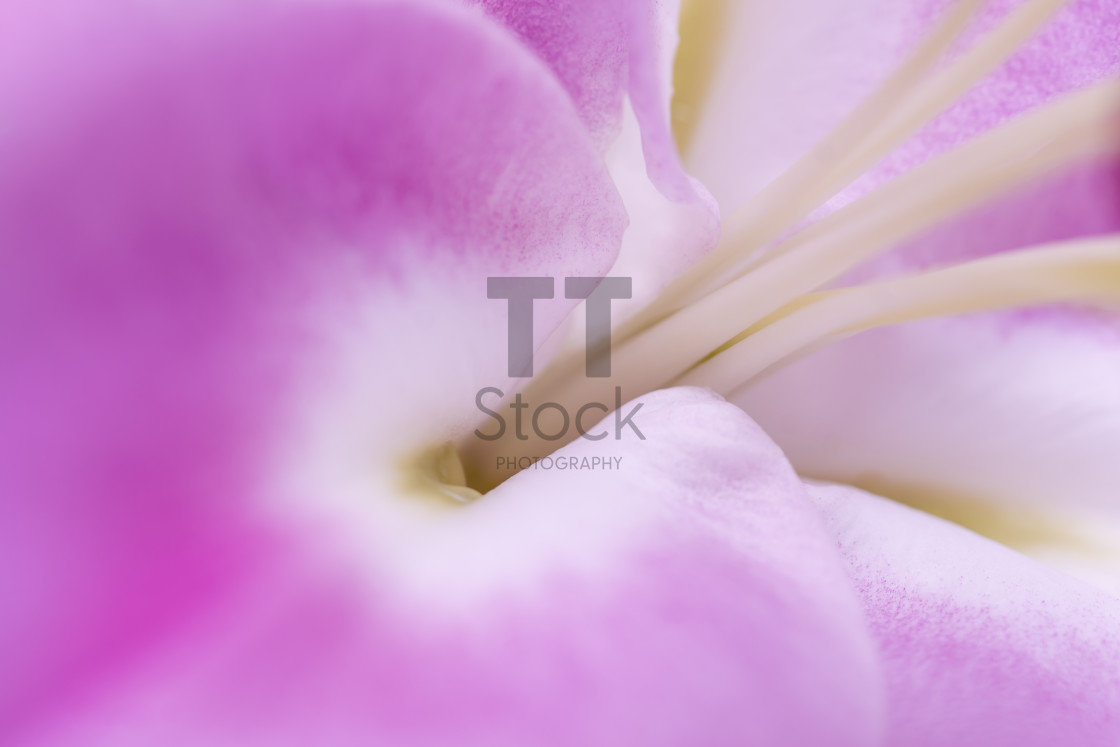 "Abstract pink macro flower heads 5" by TTStock - $18.36 "Abstract pink macro flower heads 5" stock image