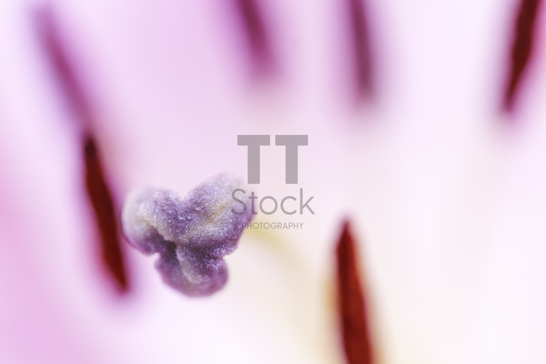 "Abstract pink macro flower heads 4" by TTStock - $18.36 "Abstract pink macro flower heads 4" stock image