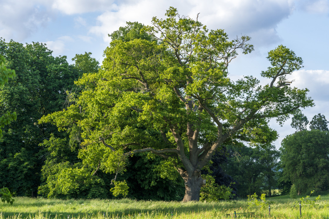 "Ancient English oak tree" by TTStock - $5.05 "Ancient English oak tree" stock image