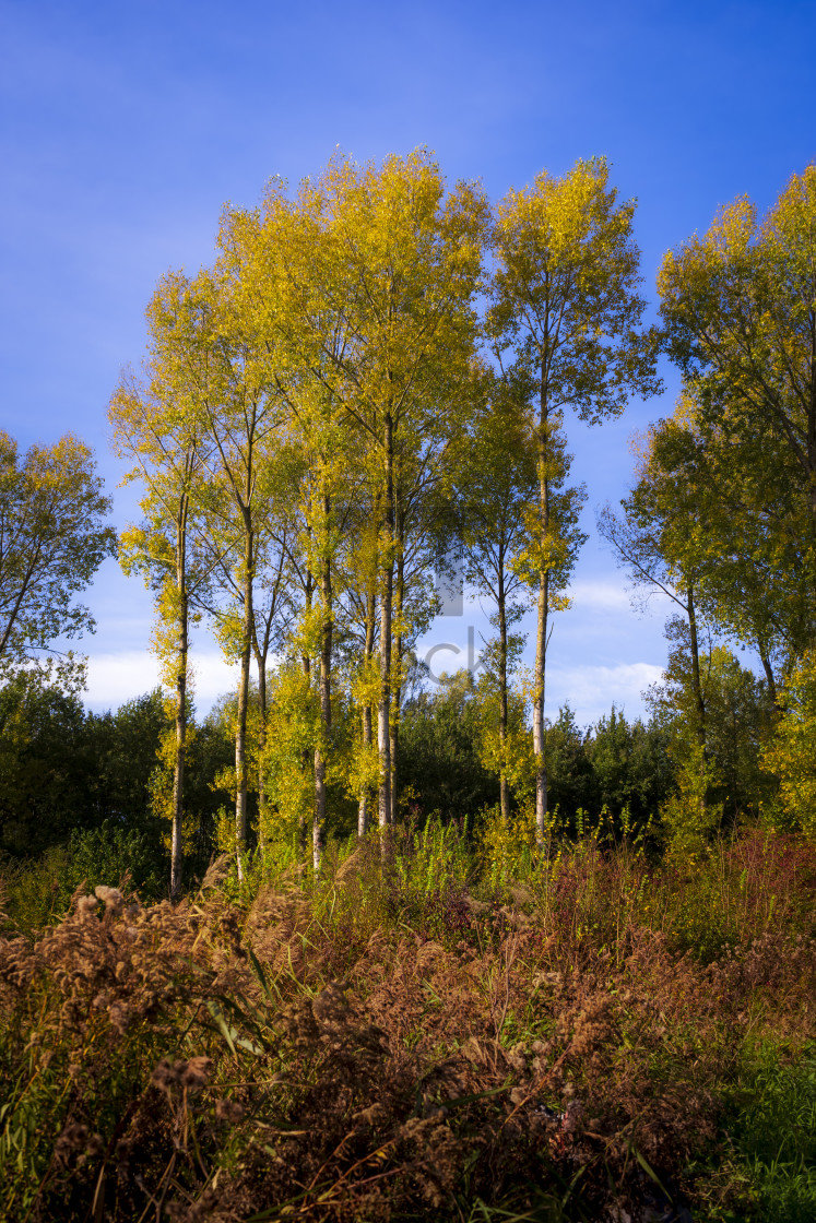 "Autumn forest colours - Golden forest in fall" by TTStock - $18.36 "Autumn forest colours - Golden forest in fall" stock image