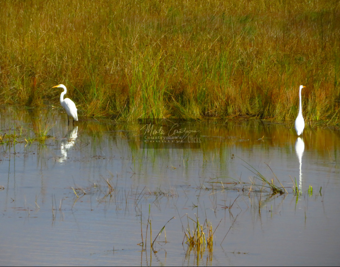 "Snowy Egret - Pair with Reflection - Far Apart" stock image