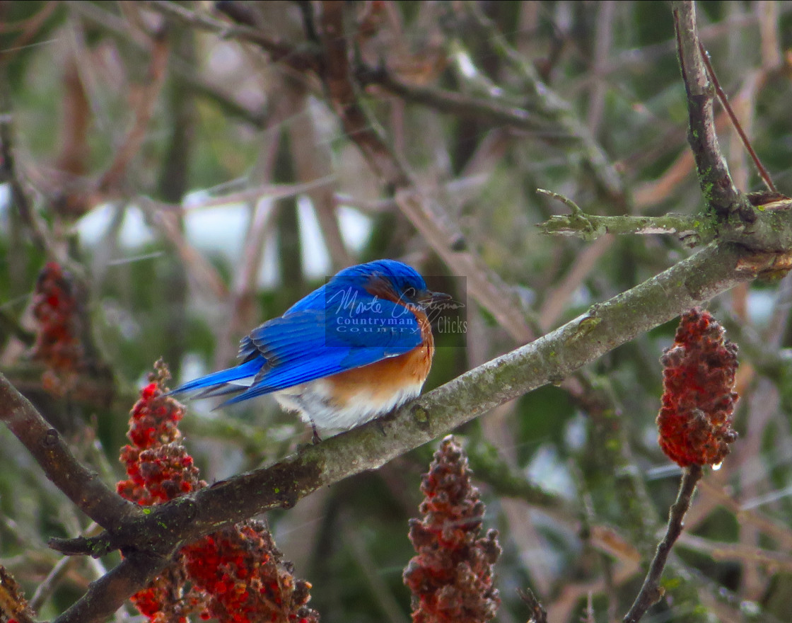 "Bluebird On Sumac - Late Winter" stock image