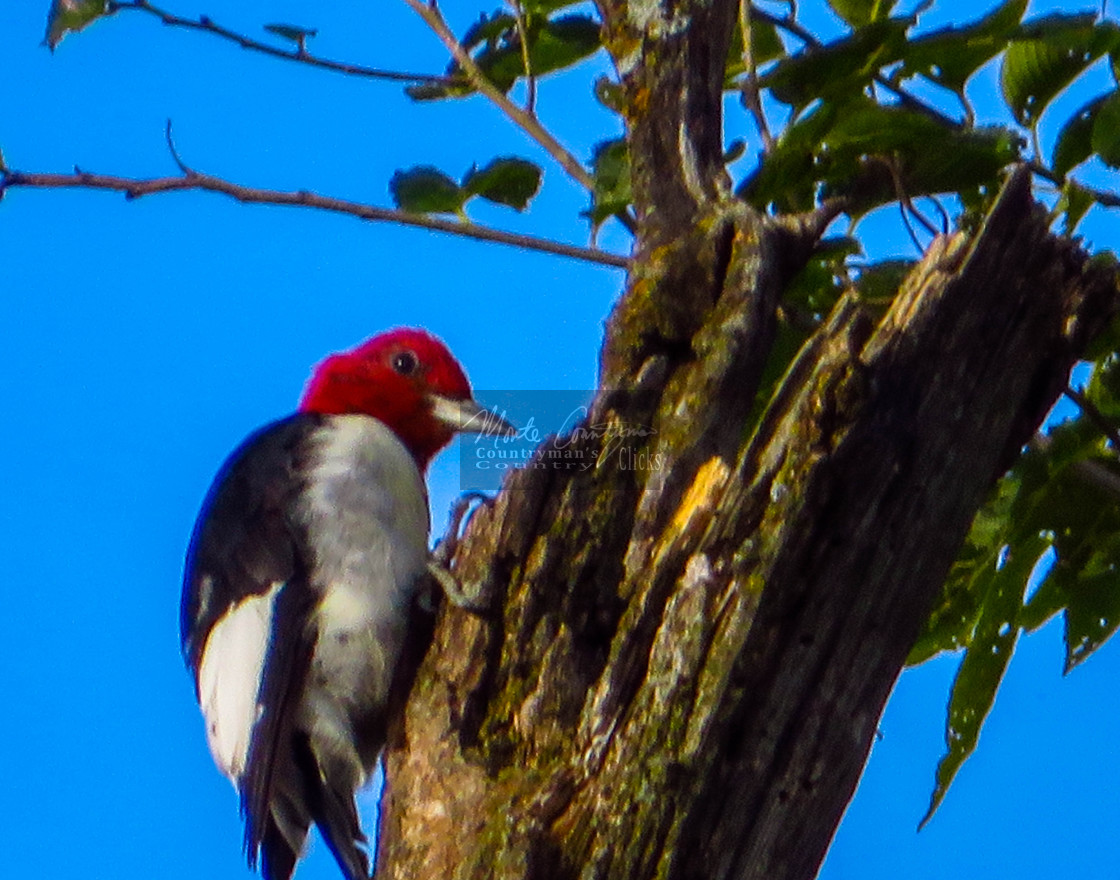 "Red-headed Woodpecker - Close Up" stock image