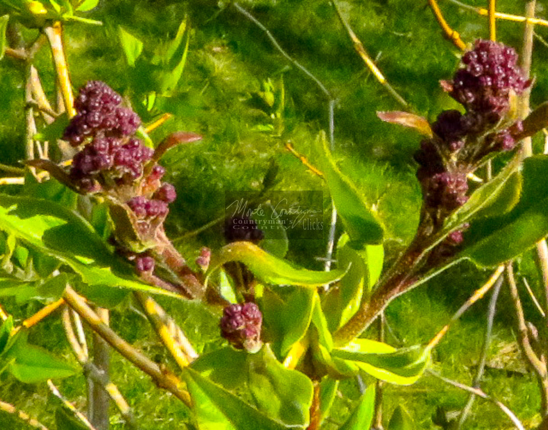 "Lilacs - Purple - Early Spring" stock image