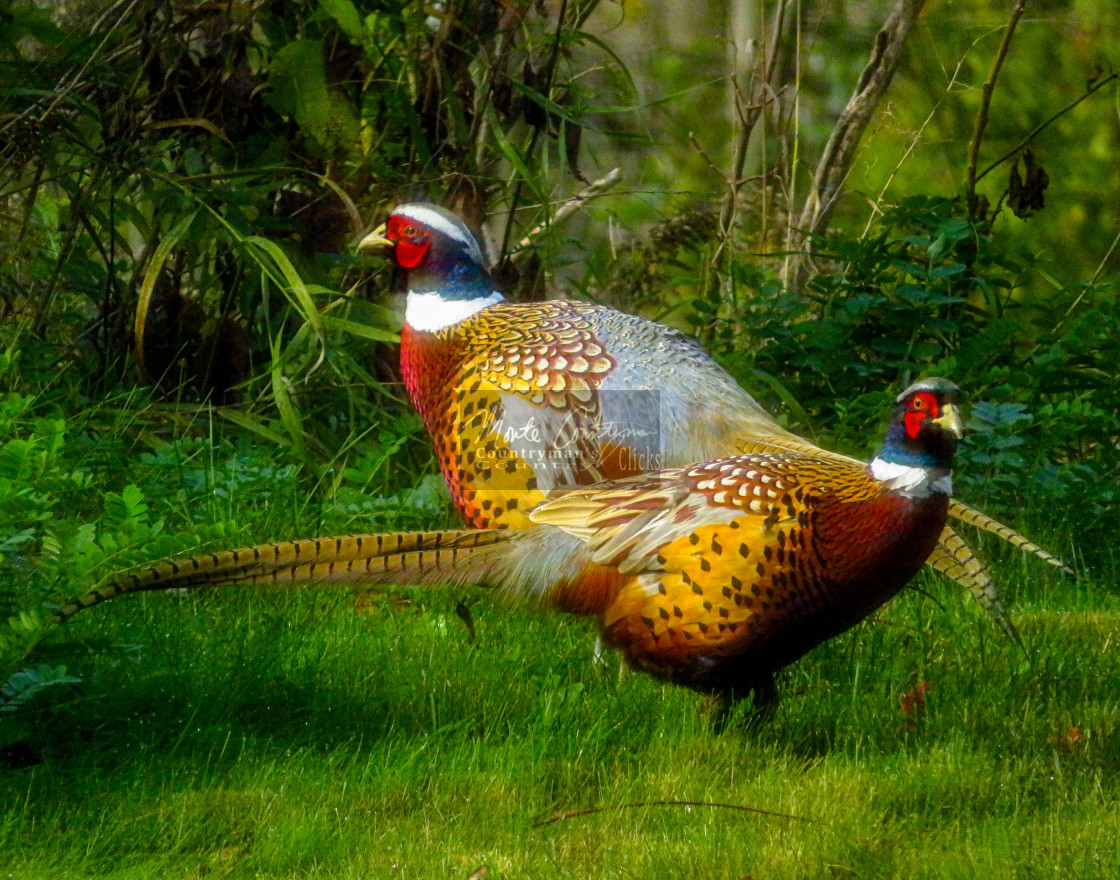 "Ring-necked Pheasants - Male Pair" stock image