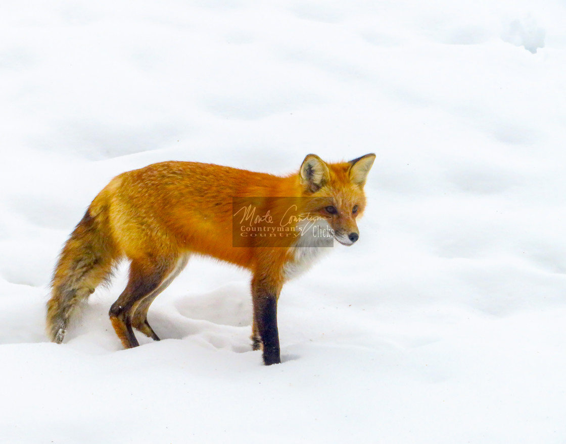 "Red Fox - Eyeing Prey" stock image