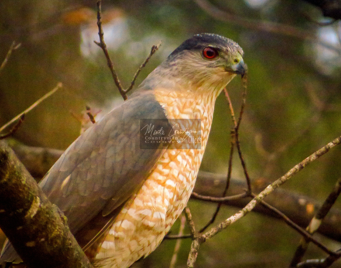 "Cooper's Hawk - Close Up" stock image