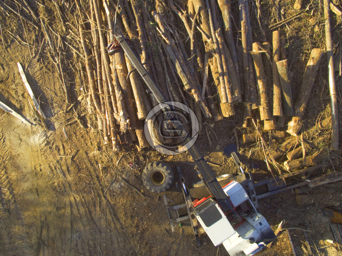 "Logging Operation" by John Griffiths - £26.10 "Logging Operation" stock image