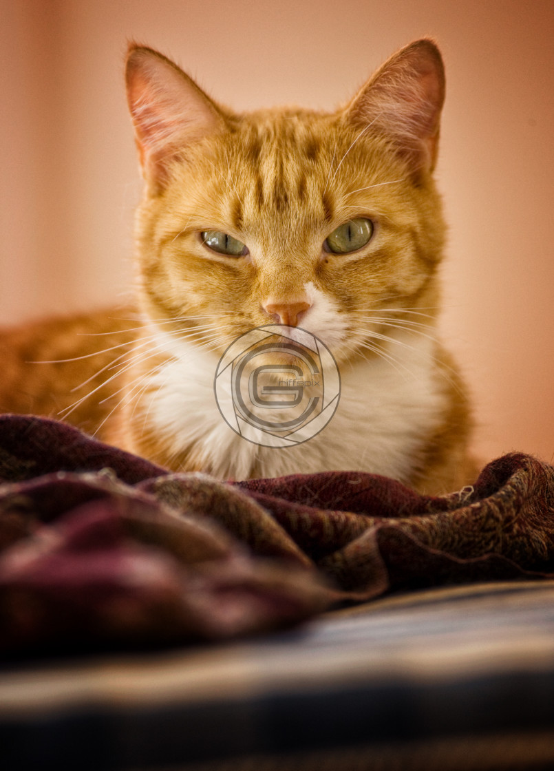 "Tabby Time" by John Griffiths - £18.75 "Tabby Time" stock image