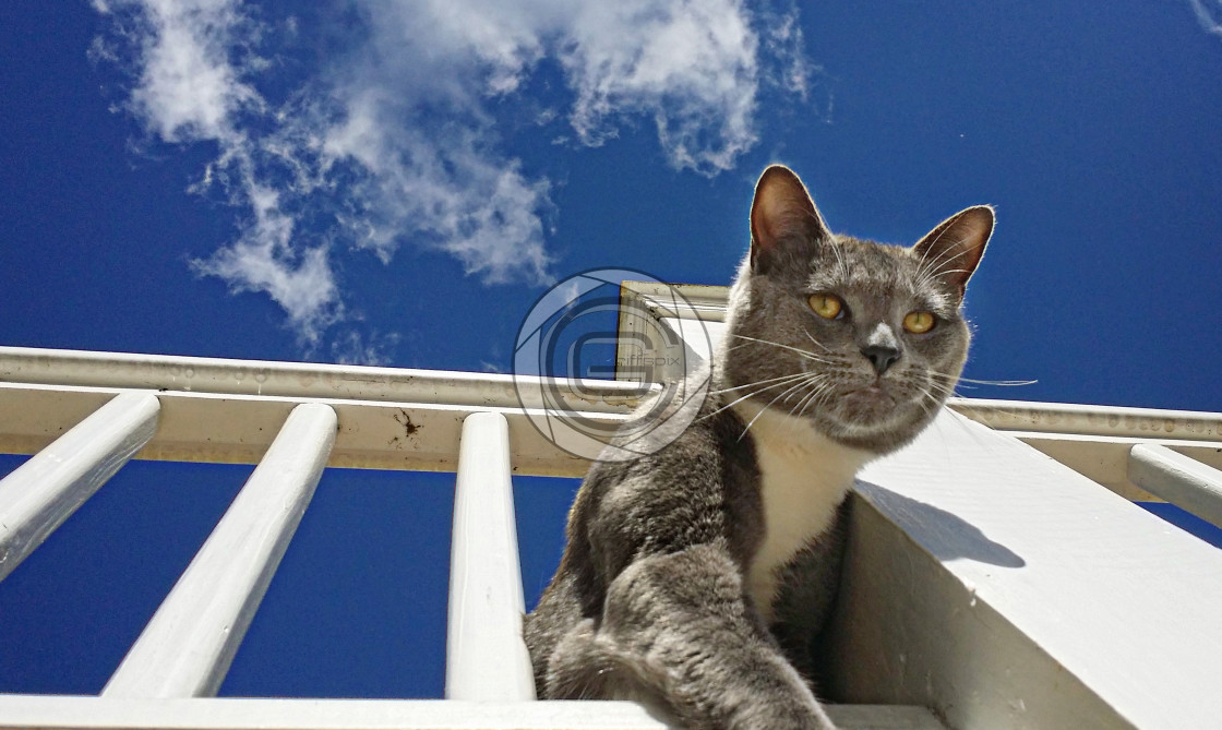 "Over Watch" by John Griffiths - £18.75 "Over Watch" stock image