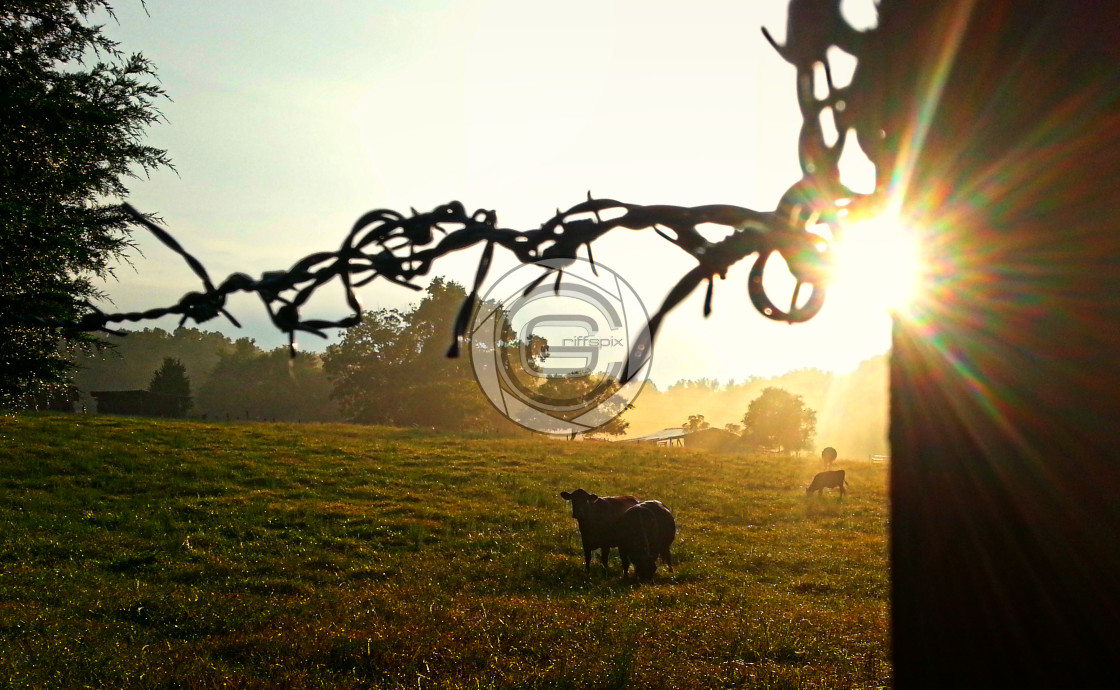 "Barbed Wire Filter" by John Griffiths - £20.15 "Barbed Wire Filter" stock image