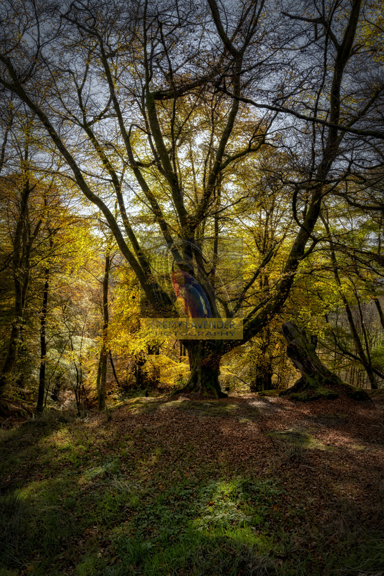 "Callander Forest" by Jeremy Lavender Photography - $37.29 "Callander Forest" stock image