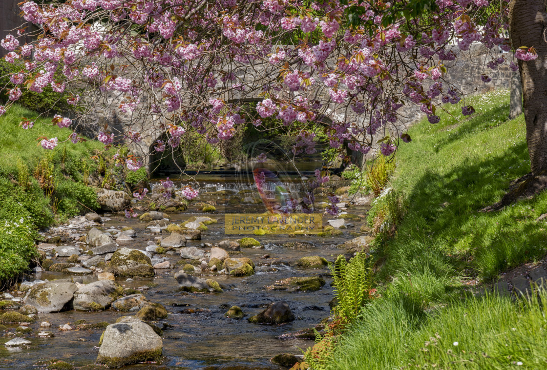 "Cherry Blossoms at Dollar Burn" by Jeremy Lavender Photography - $37.01 "Cherry Blossoms at Dollar Burn" stock image