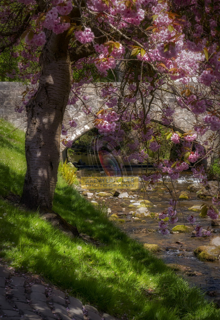 "Cherry Blossoms at Dollar Burn" by Jeremy Lavender Photography - $37.29 "Cherry Blossoms at Dollar Burn" stock image