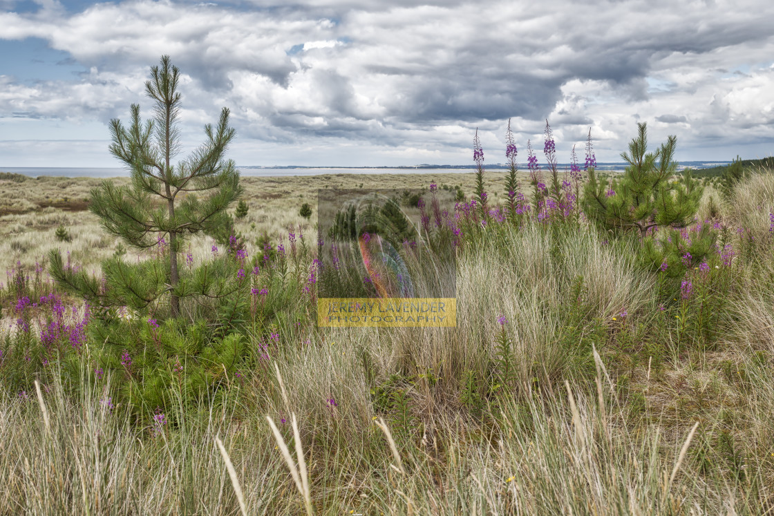 "Tentsmuir Forest and Beach Park in Scotland" by Jeremy Lavender Photography - $36.96 "Tentsmuir Forest and Beach Park in Scotland" stock image