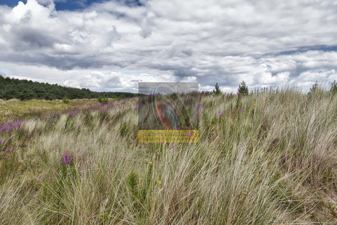 "Tentsmuir Forest and Beach Park in Scotland" by Jeremy Lavender Photography - $36.96 "Tentsmuir Forest and Beach Park in Scotland" stock image