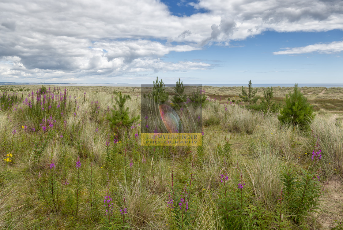 "Tentsmuir Forest and Beach Park in Scotland" by Jeremy Lavender Photography - $36.96 "Tentsmuir Forest and Beach Park in Scotland" stock image