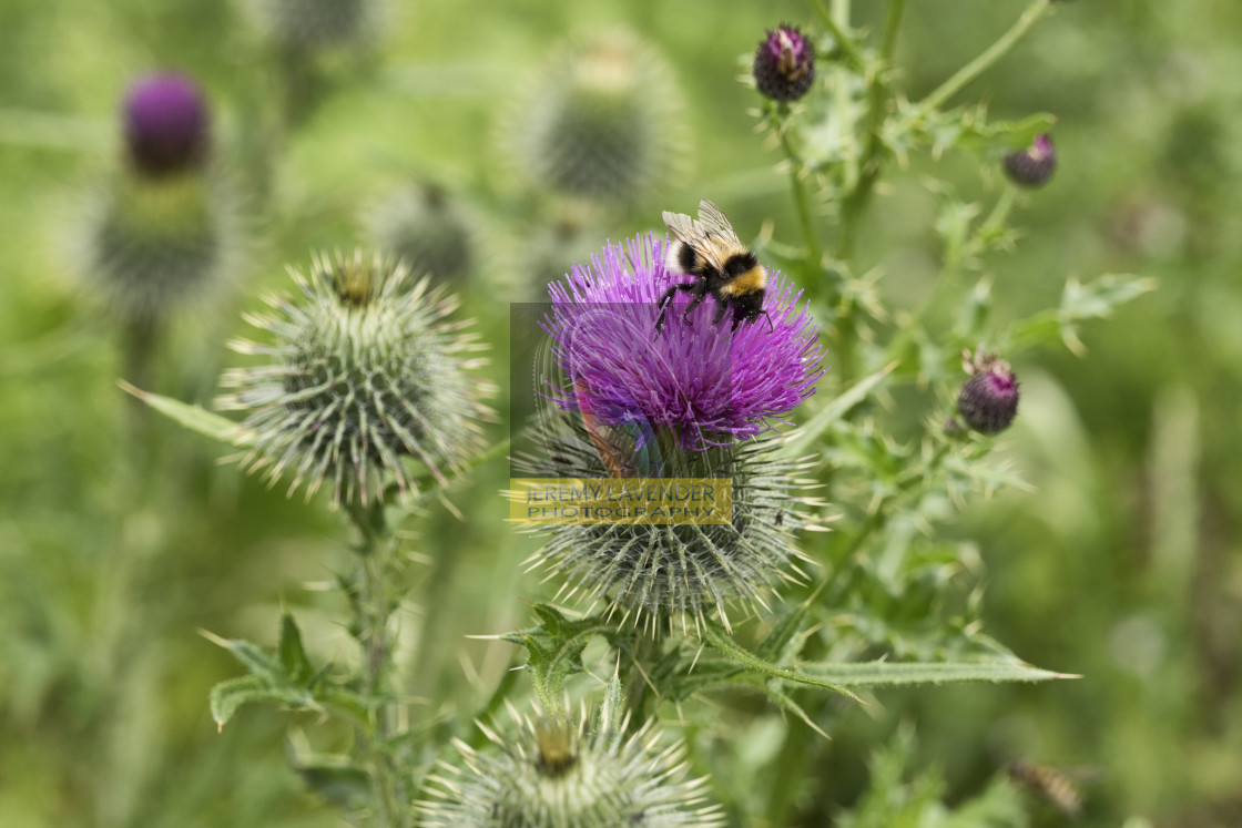"Scottish Thistle" by Jeremy Lavender Photography - $36.96 "Scottish Thistle" stock image