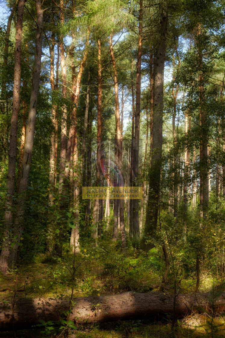 "Devilla Forest in Kincardine" by Jeremy Lavender Photography - $37.01 "Devilla Forest in Kincardine" stock image