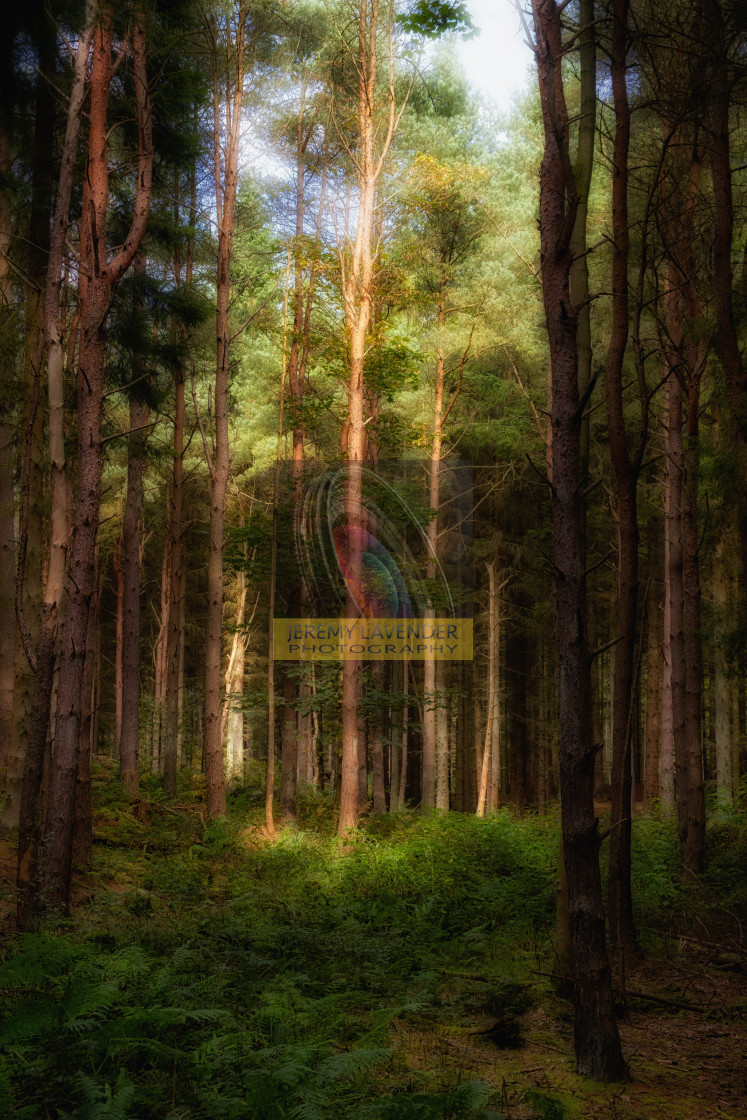 "Devilla Forest in Kincardine" by Jeremy Lavender Photography - $37.29 "Devilla Forest in Kincardine" stock image