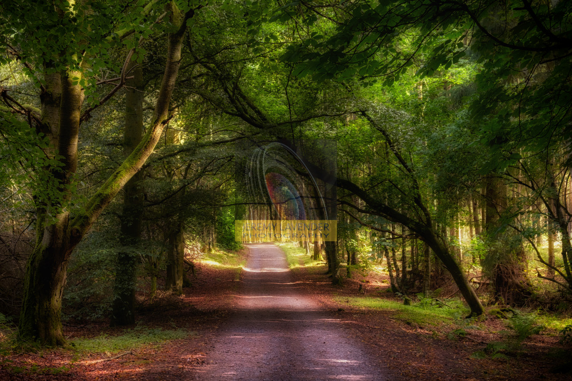 "Devilla Forest in Kincardine" stock image