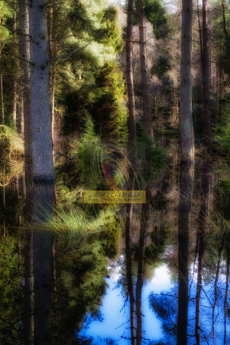 "Devilla Forest in Scotland" by Jeremy Lavender Photography - $37.01 "Devilla Forest in Scotland" stock image