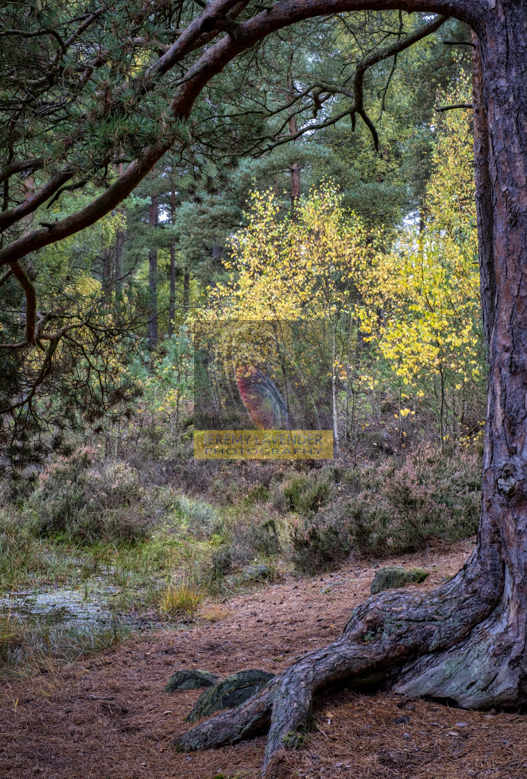 "Lovely Autumn colours in Devilla Forest" by Jeremy Lavender Photography - $37.01 "Lovely Autumn colours in Devilla Forest" stock image