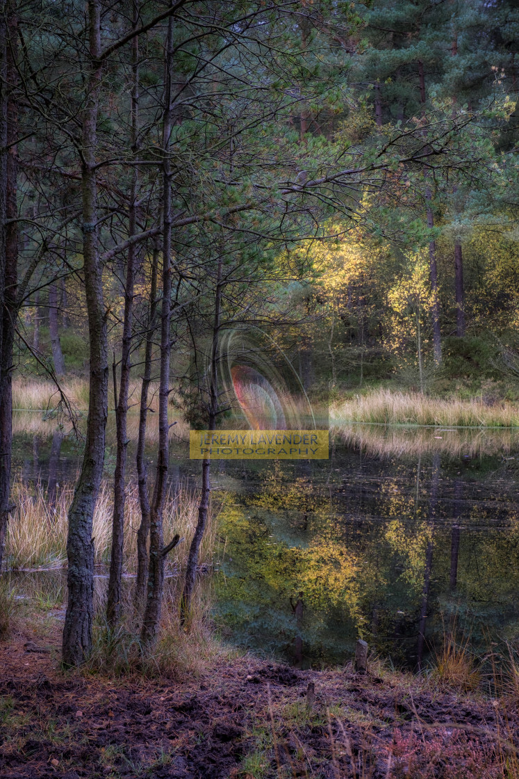 "Bordie Loch in Devilla Forest" by Jeremy Lavender Photography - $37.01 "Bordie Loch in Devilla Forest" stock image