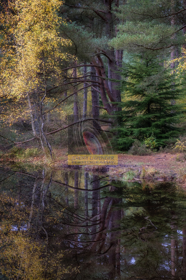 "Bordie Loch in Devilla Forest" by Jeremy Lavender Photography - $37.29 "Bordie Loch in Devilla Forest" stock image