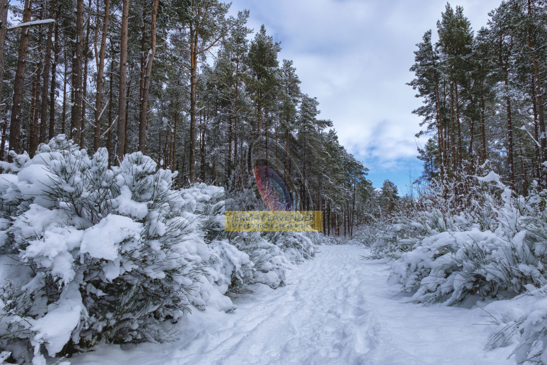 "Devilla Forest in Scotland" by Jeremy Lavender Photography - $37.01 "Devilla Forest in Scotland" stock image