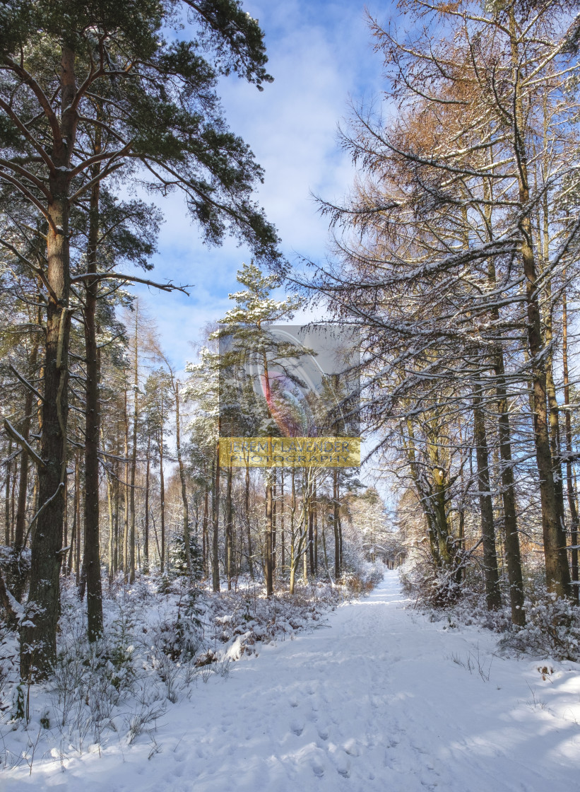 "Devilla Forest in Scotland" by Jeremy Lavender Photography - $37.01 "Devilla Forest in Scotland" stock image