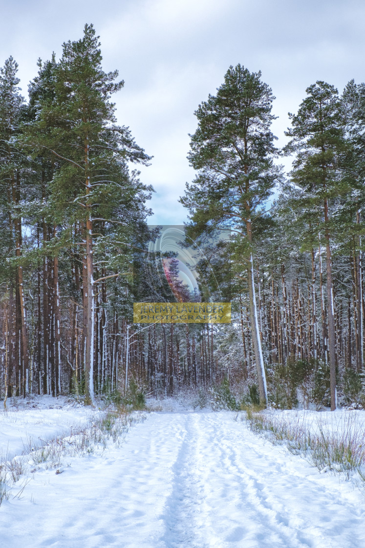 "Devilla Forest in Scotland" by Jeremy Lavender Photography - $37.01 "Devilla Forest in Scotland" stock image