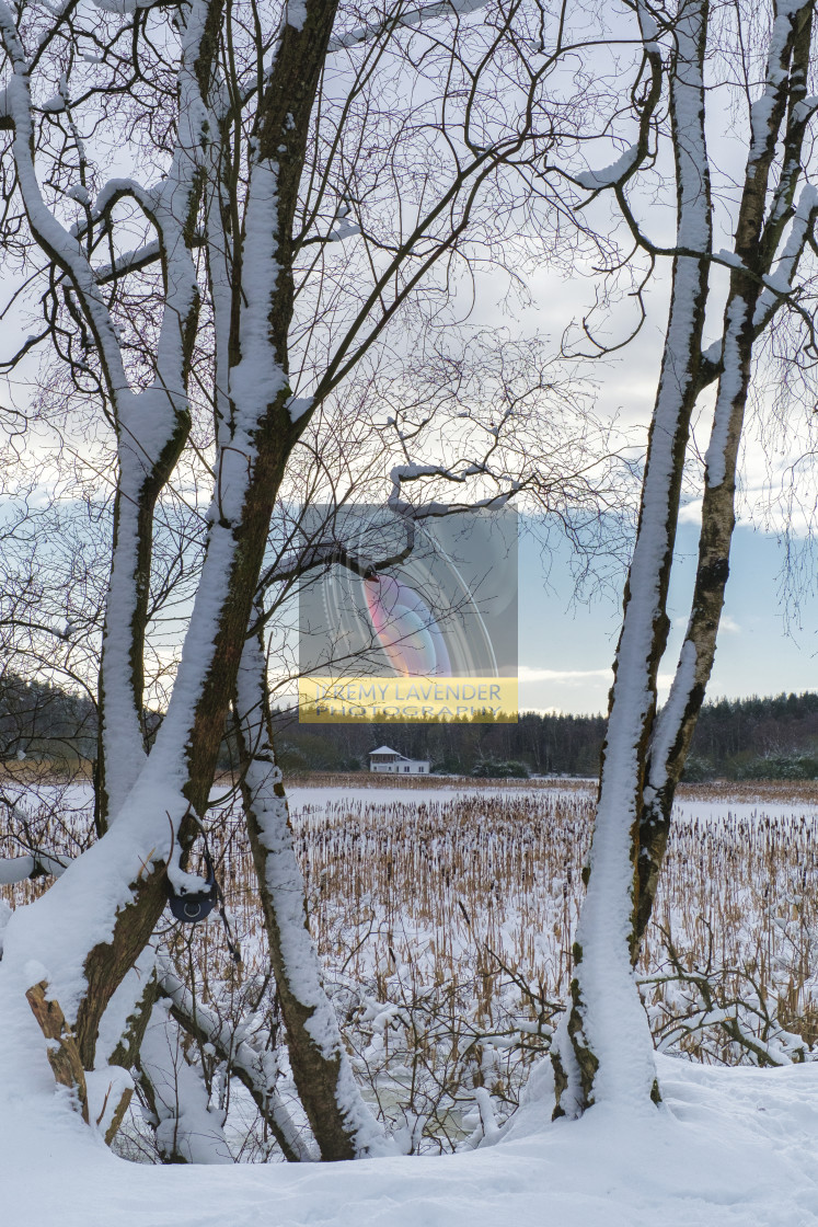 "Devilla Forest in Scotland" by Jeremy Lavender Photography - $37.01 "Devilla Forest in Scotland" stock image